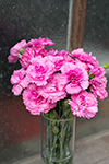 Dianthus Candy Floss Mauve